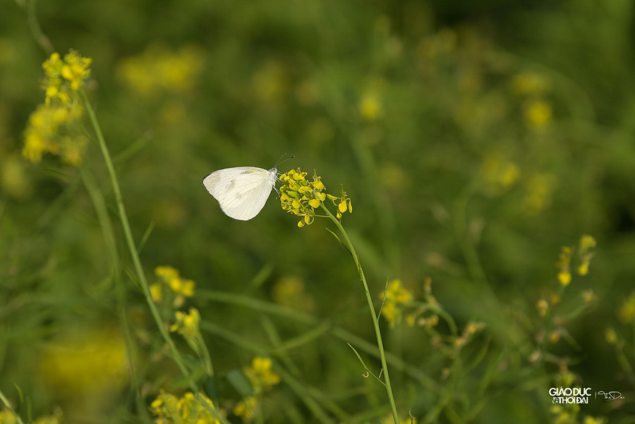 Cải hoa vàng chia làm 2 loại, một loại để ăn và một loại trồng để lấy hạt. Loại để ăn (chủ yếu là lấy lá) thì khoảng 20 ngày là thu hoạch được.