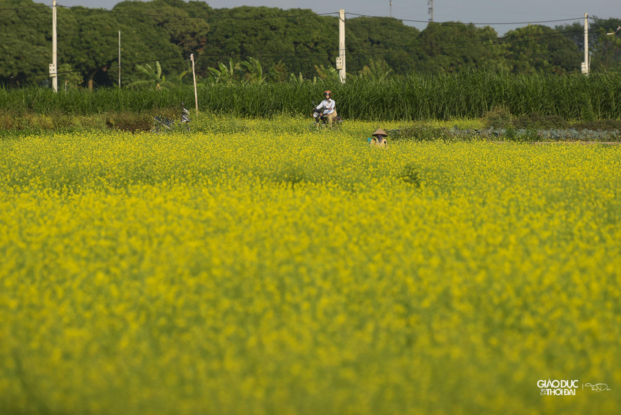Loại để lấy hạt, phải chờ sau khoảng 3 tháng, cây ra hoa rồi ra hạt thì mới thu hoạch.