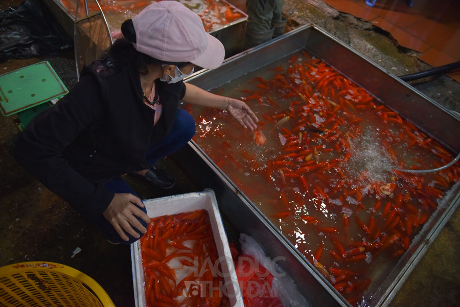 Chợ "phương tiện" ông Công ông Táo trầm lắng, giá cá giảm người mua cũng giảm ảnh 12