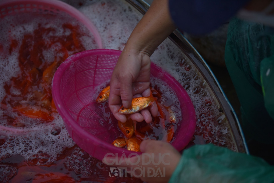 Các tiểu thương chọn cá vàng cẩn thận.