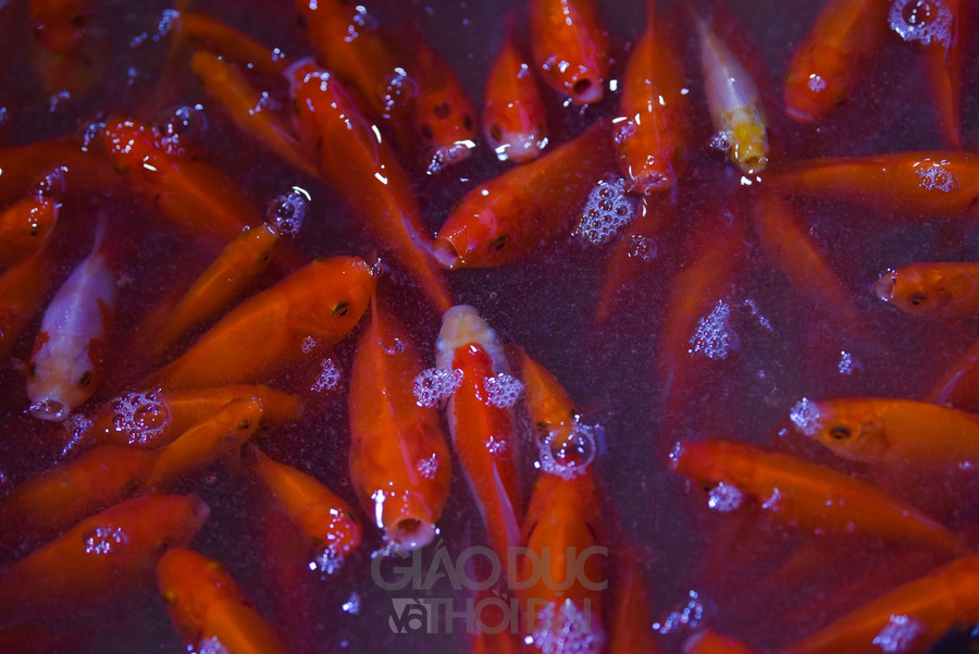 Hiện tại, cá chép vàng nhập từ Hà Nam, bán buôn là 180.000 - 200.000 đồng/kg.