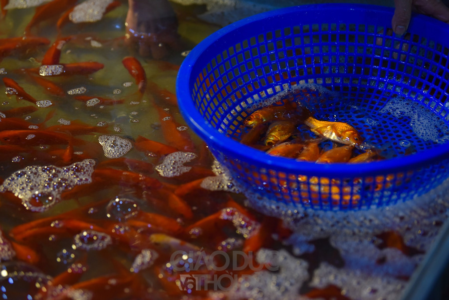 Tại chợ cá Yên Sở giá cá chép vàng bán ra tùy theo loại, giá dao động từ 180.000/1kg đồng đến 250.000 đồng/1kg.