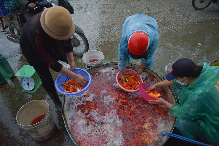 Sáng 24/1 (22 tháng Chạp Âm lịch), chợ cá Yên Sở (Hà Nội) vẫn ngập tràn sắc đỏ của cá chép, tuy nhiên không khí có phần trầm lắng hơn mọi năm.