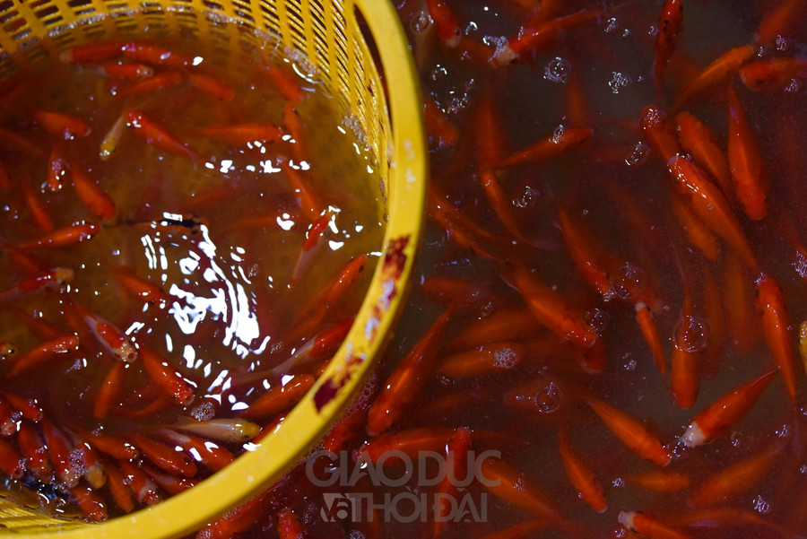 Chợ "phương tiện" ông Công ông Táo trầm lắng, giá cá giảm người mua cũng giảm ảnh 6