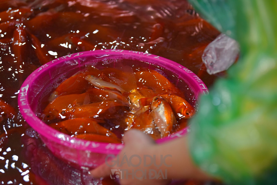 Chợ "phương tiện" ông Công ông Táo trầm lắng, giá cá giảm người mua cũng giảm ảnh 9