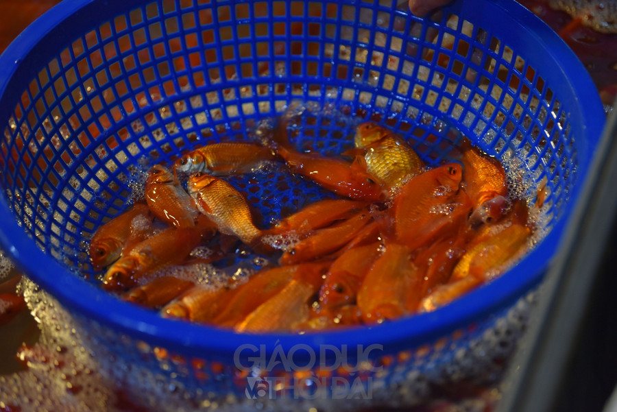 Chợ "phương tiện" ông Công ông Táo trầm lắng, giá cá giảm người mua cũng giảm ảnh 17