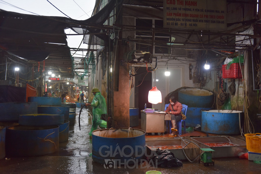 Cá chép đỏ, vàng ở chợ Yên Sở đa phần được nhập từ các tỉnh lân cận như Hà Nam, Hòa Bình, Hải Dương, Phú Thọ.