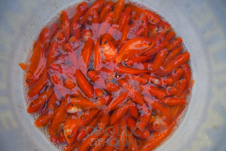 Chợ "phương tiện" ông Công ông Táo trầm lắng, giá cá giảm người mua cũng giảm ảnh 15