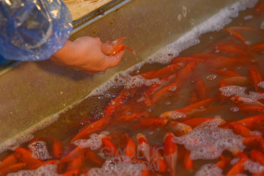 Chợ "phương tiện" ông Công ông Táo trầm lắng, giá cá giảm người mua cũng giảm ảnh 10