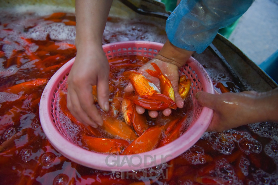 Chợ "phương tiện" ông Công ông Táo trầm lắng, giá cá giảm người mua cũng giảm ảnh 16