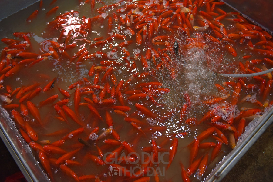 Những ngày này, xe tải lớn nhỏ liên tục chở cá về chợ đầu mối phục vụ người dân.