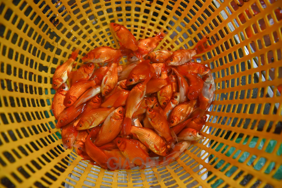 Giá cá chép giảm là do sức mua của người dân yếu. Do đó, tiểu thương ở các chợ dân sinh đều không dám lấy nhiều, chỉ nhập vừa đủ bán.