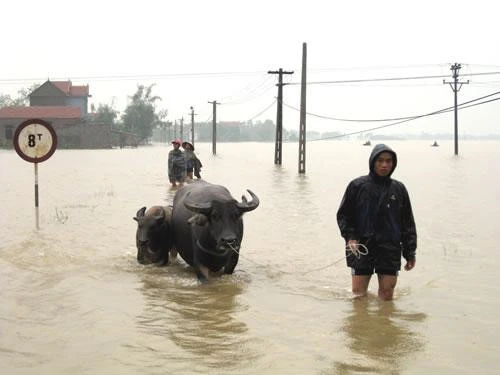 Bài thuốc chữa bệnh hay gặp mùa mưa