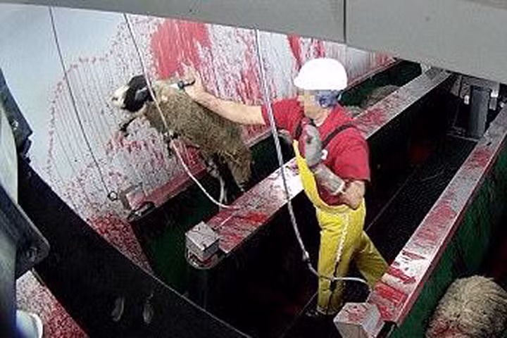 Lò mổ lớn nhất nước Anh bị cáo buộc ngược đãi động vật