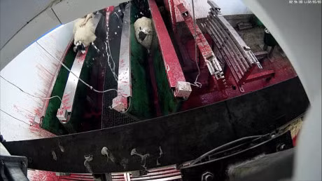 Lo mo lon nhat nuoc Anh bi cao buoc nguoc dai dong vat - Anh 1