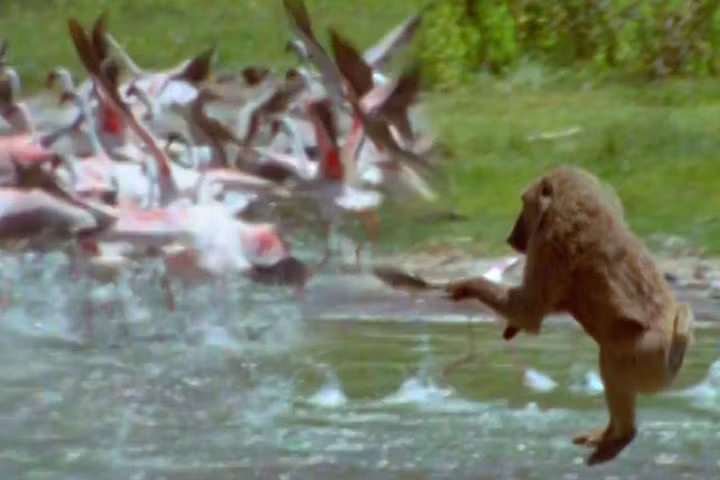 Khỉ đầu chó dũng mãnh săn chim hồng hạc 