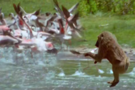 Clip: Khi dau cho san chim hong hac cuc ky da man - Anh 1