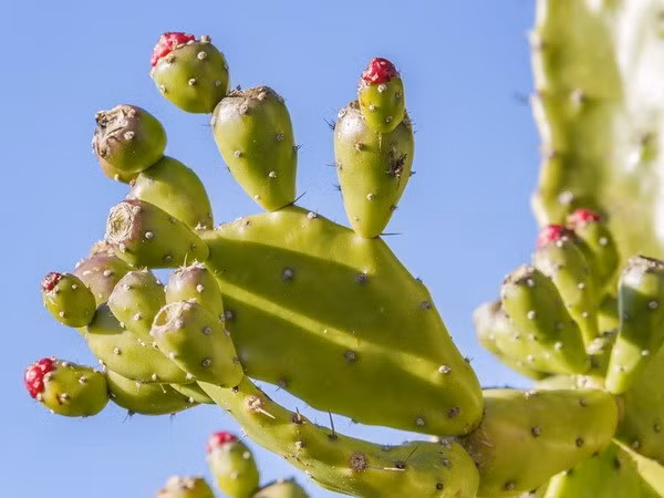 Cây xương rồng giúp chữa được nhiều bệnh.