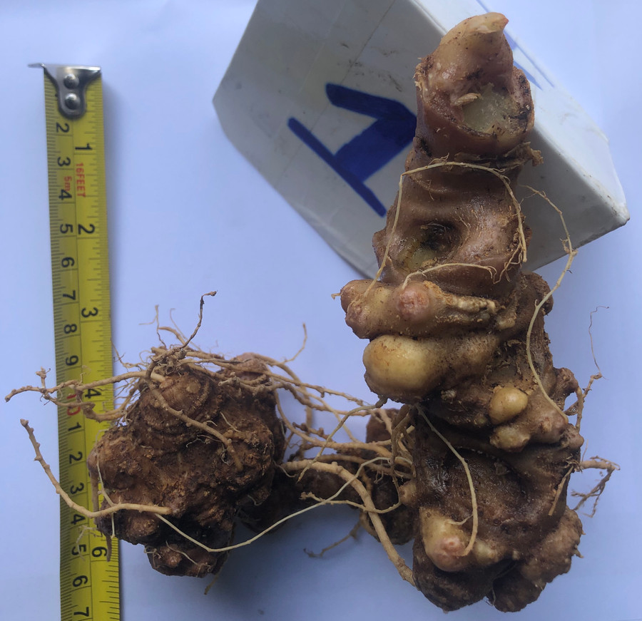 Một trong những củ sâm Ngọc Linh cơ quan chức năng thu giữ. Một trong những củ sâm Ngọc Linh cơ quan chức năng thu giữ.