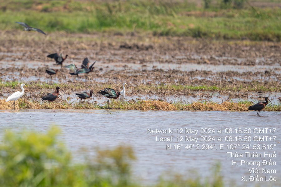 Việc chim Quắm đen lần đầu tiên xuất hiện ở miền Trung góp phần quan trọng trong công tác bảo tồn các loài chim hoang dã, đặc biệt là các loài chim di cư. (Ảnh: Lê Mạnh Hùng).