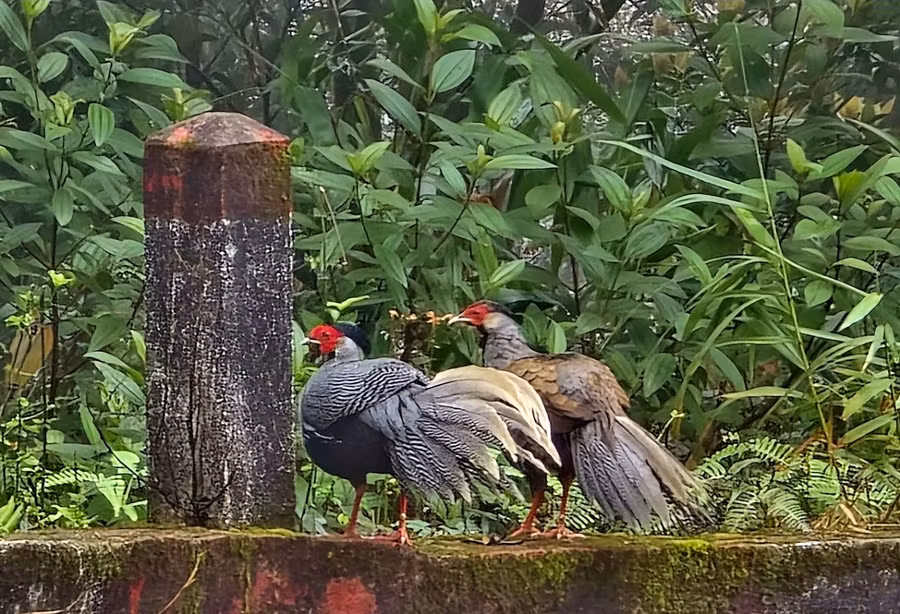 Gà lôi hông tía.