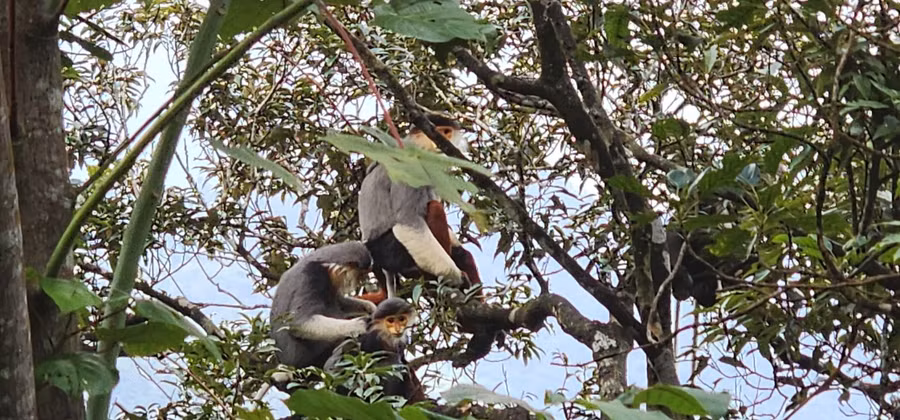 Một gia đình Voọc chà vá chân nâu tại Vườn Quốc gia Bạch Mã, tỉnh Thừa Thiên Huế. (Ảnh: VQGBM cung cấp)