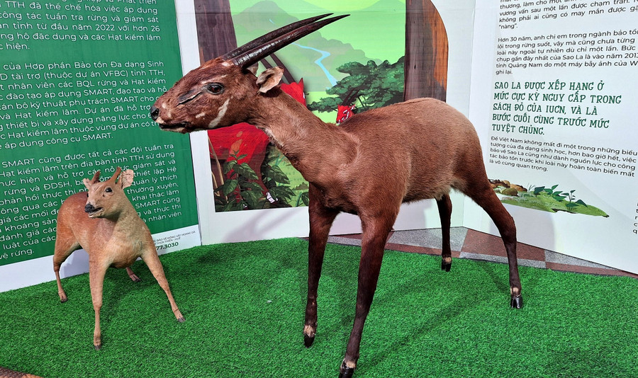 Tiêu bản Sao la quý hiếm (phải) được mệnh danh là Kỳ lân Châu Á.