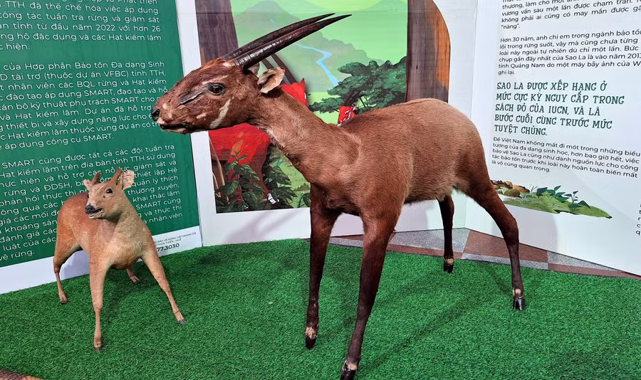 Tiêu bản Sao la quý hiếm (phải) được mệnh danh là Kỳ lân Châu Á.