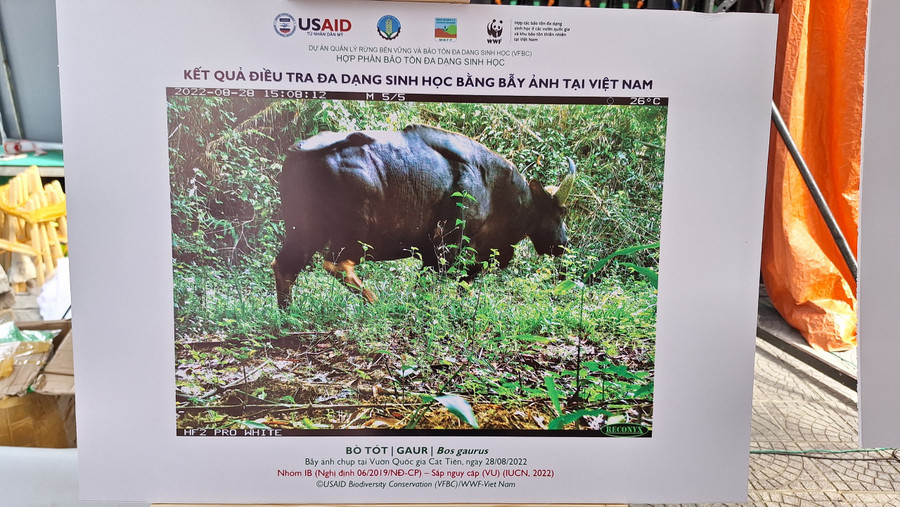 Bẫy ảnh Bò tót quý hiếm tại Vườn Quốc gia Cát Tiên ngày 28/8/2022.