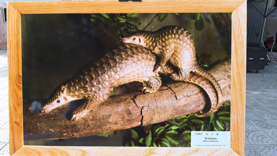 2 chú Tê tê Java.