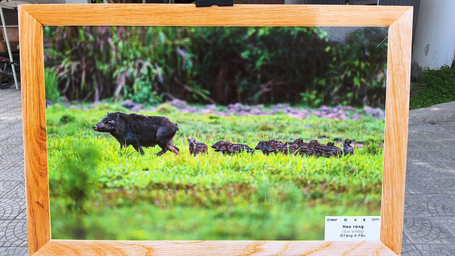 Một gia đình heo rừng mẹ và các con.