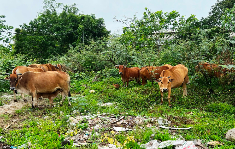 Đàn bò do Phước lấy trộm của người dân. (Ảnh: CACC) Đàn bò do Phước lấy trộm của người dân. (Ảnh: CACC)
