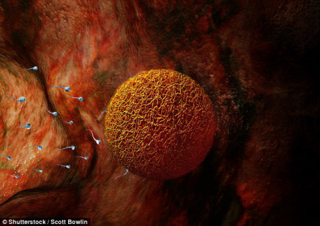 Nam giới chưa có con nên đi ngủ sớm - Ảnh 1 Nam gioi chua co con nen di ngu som - Anh 1