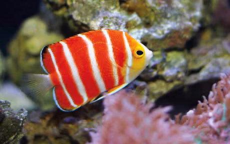 Chiem nguong nhung loai ca quy hiem, sieu dat do - Anh 5