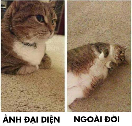 Cười té ghế 19/3: Dốt tiếng Anh cũng là một cái tội - Ảnh 5 Cuoi te ghe 19/3: Dot tieng Anh cung la mot cai toi - Anh 5