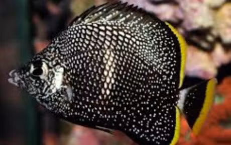 Chiem nguong nhung loai ca quy hiem, sieu dat do - Anh 12