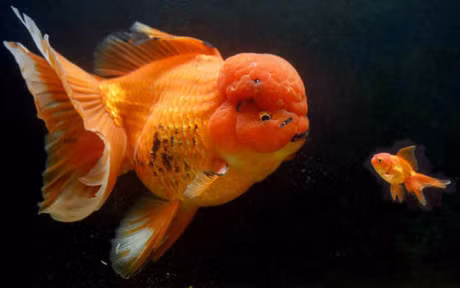 Chiem nguong nhung loai ca quy hiem, sieu dat do - Anh 2