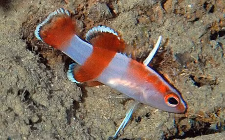 Chiem nguong nhung loai ca quy hiem, sieu dat do - Anh 7