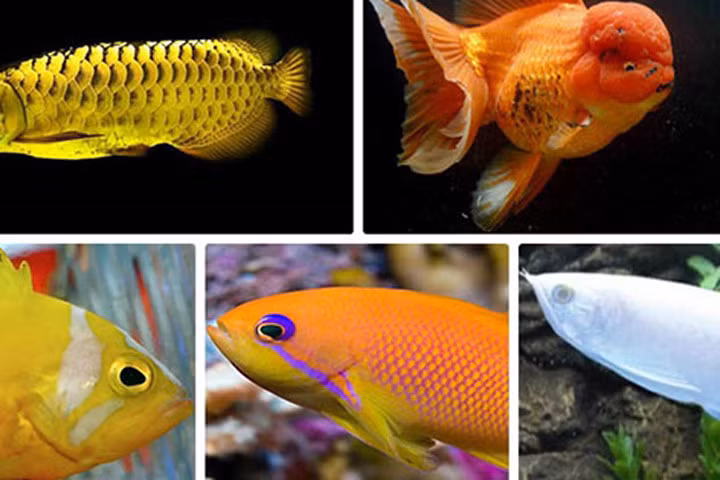 Chiêm ngưỡng những loại cá quý hiếm, siêu đắt đỏ
