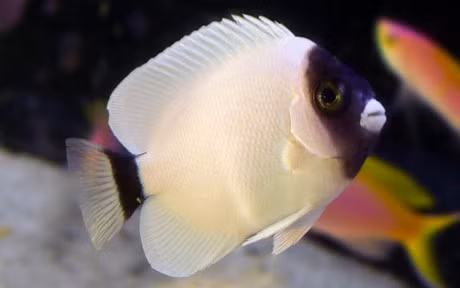 Chiem nguong nhung loai ca quy hiem, sieu dat do - Anh 6