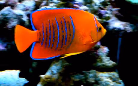 Chiem nguong nhung loai ca quy hiem, sieu dat do - Anh 13