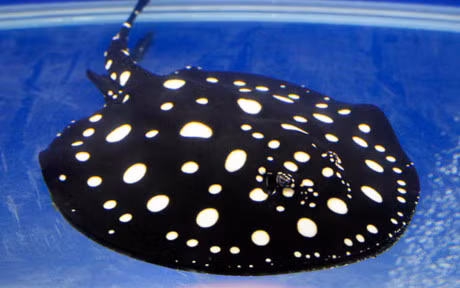 Chiem nguong nhung loai ca quy hiem, sieu dat do - Anh 4