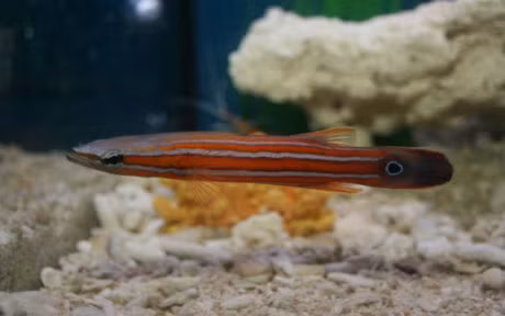 Chiem nguong nhung loai ca quy hiem, sieu dat do - Anh 11