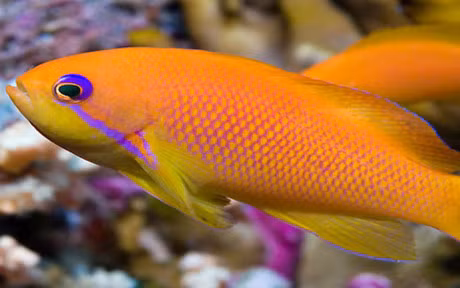 Chiem nguong nhung loai ca quy hiem, sieu dat do - Anh 8