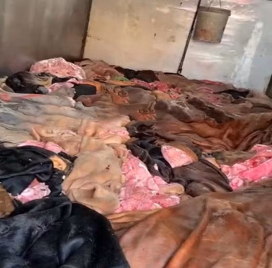 Số thực phẩm bẩn đang trên đường đi tiêu thụ bị lực lượng chức năng bắt quả tang.