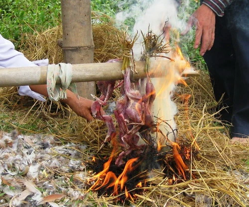 Rùng mình &quot;công nghệ&quot; tàn sát chim trời