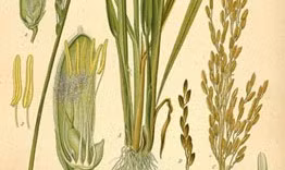 "Hạt thóc vàng và Con chữ sáng"