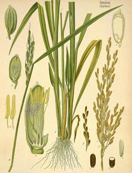 ảnh minh họa ảnh minh họa