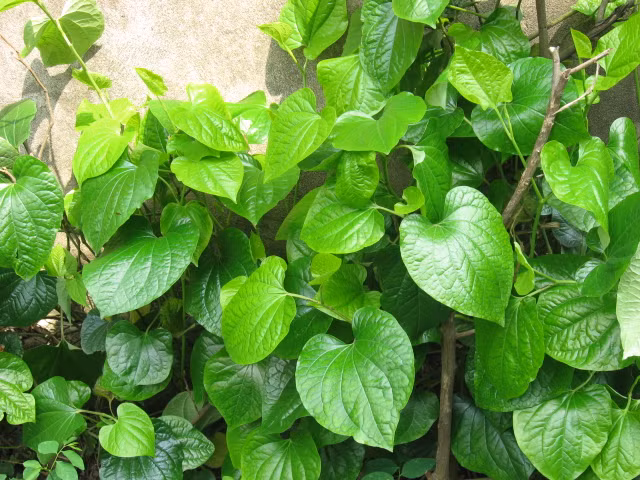 Lá lốt - Vị thuốc dân gian