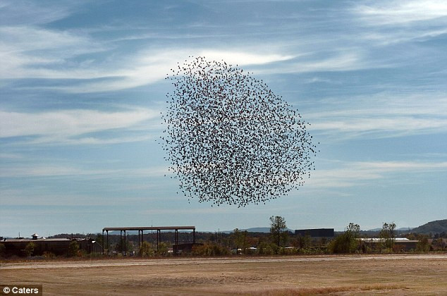 Chim tấn công phi cơ hải quân 88 triệu bảng ảnh 3